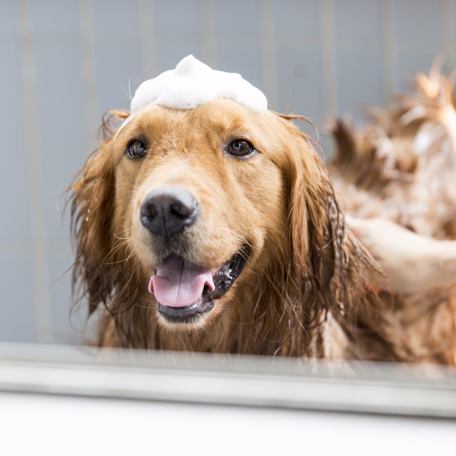 Golden retriever enjoying a bubbly bath with shampoo on its head, smiling happily at the camera.