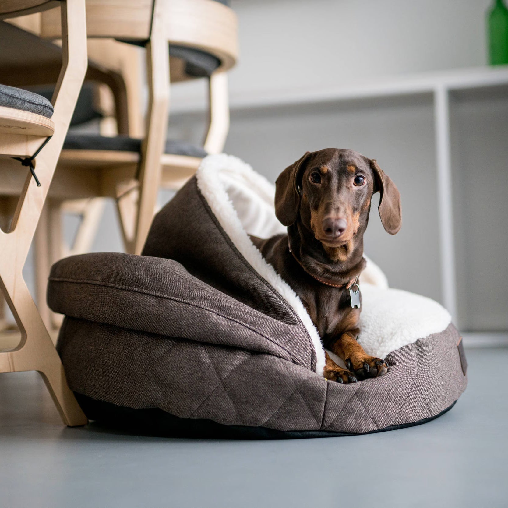 Dachshund lounging in a cozy, plush dog bed with a soft interior, perfect for comfort and relaxation.