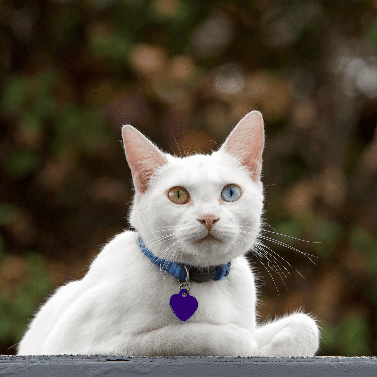 White cat with heterochromia wearing a blue collar and purple tag, resting outdoors.
