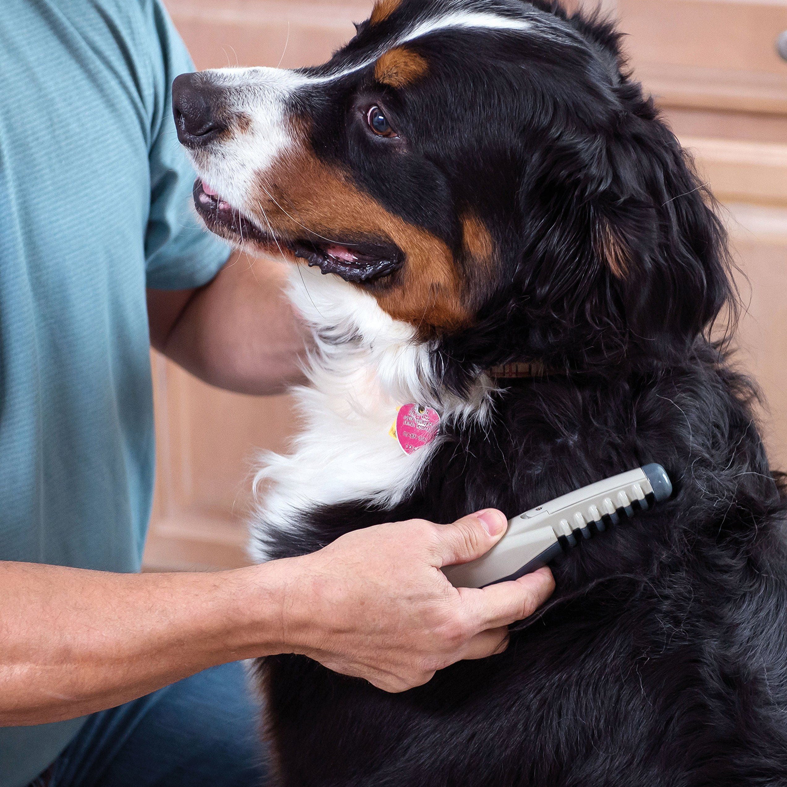 A person grooming a fluffy dog with a comb, showcasing pet care and grooming tools.