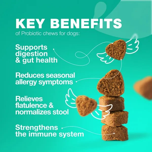 Probiotic chews for dogs showing key benefits like digestion support, allergy reduction, and immune system strengthening.