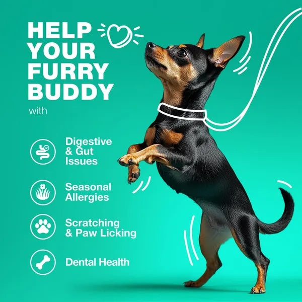 Cheerful dog standing on hind legs promoting digestive health, seasonal allergies, scratching relief, and dental health.